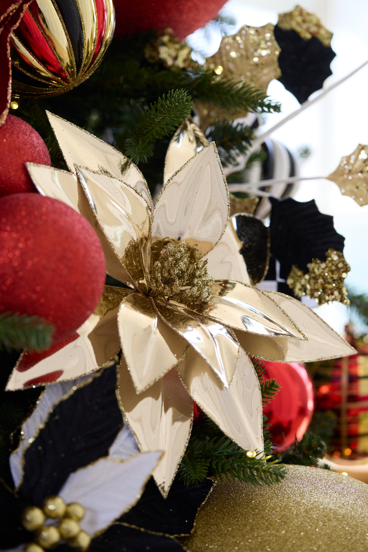 HIGH SHINE CHAMPAGNE POINSETTIA