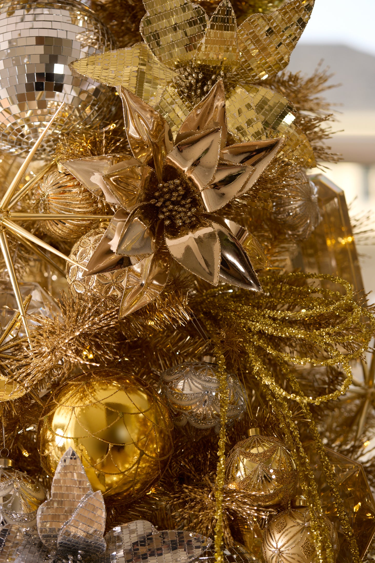 DISCO GOLD POINSETTIA