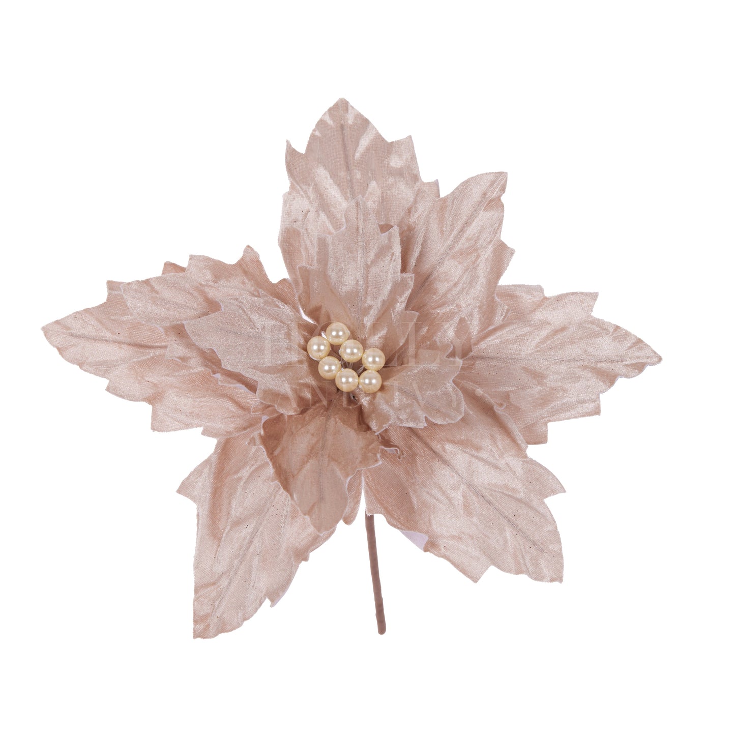 Champagne Pearl Poinsettia