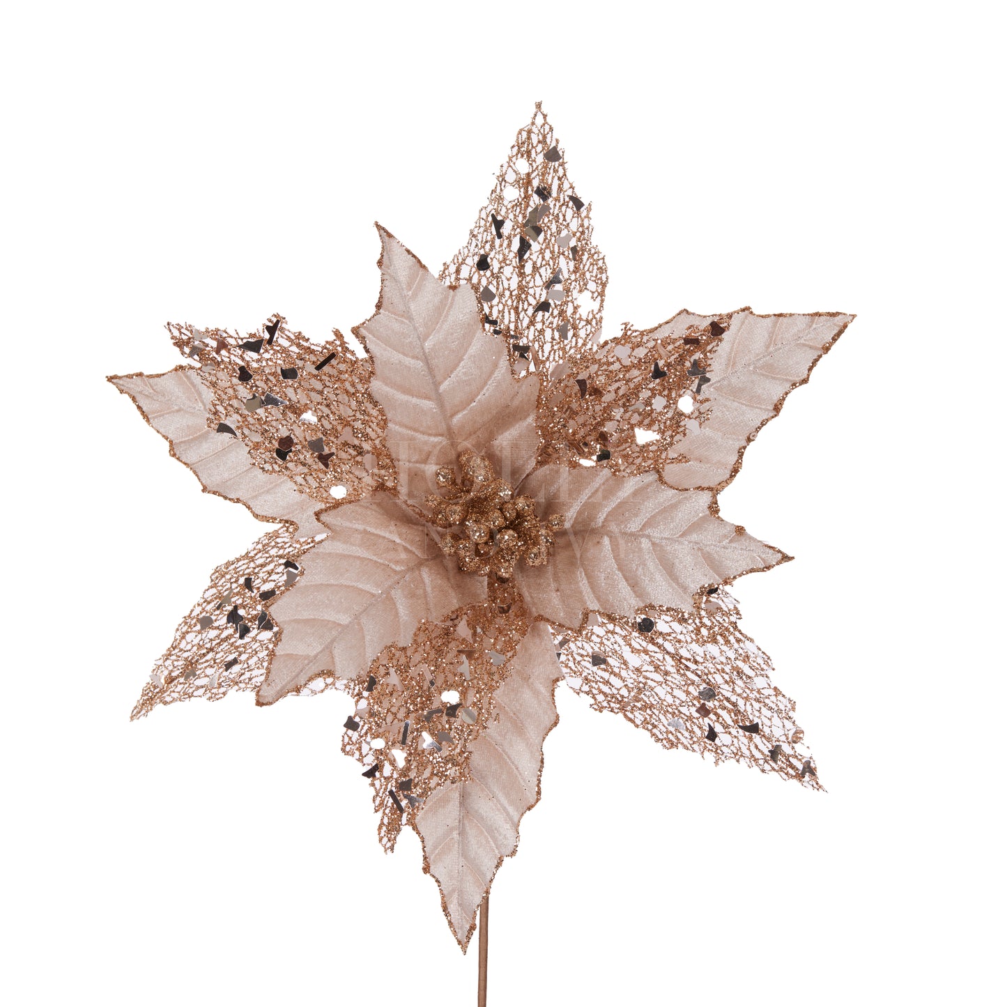 Champagne Rosette Poinsettia