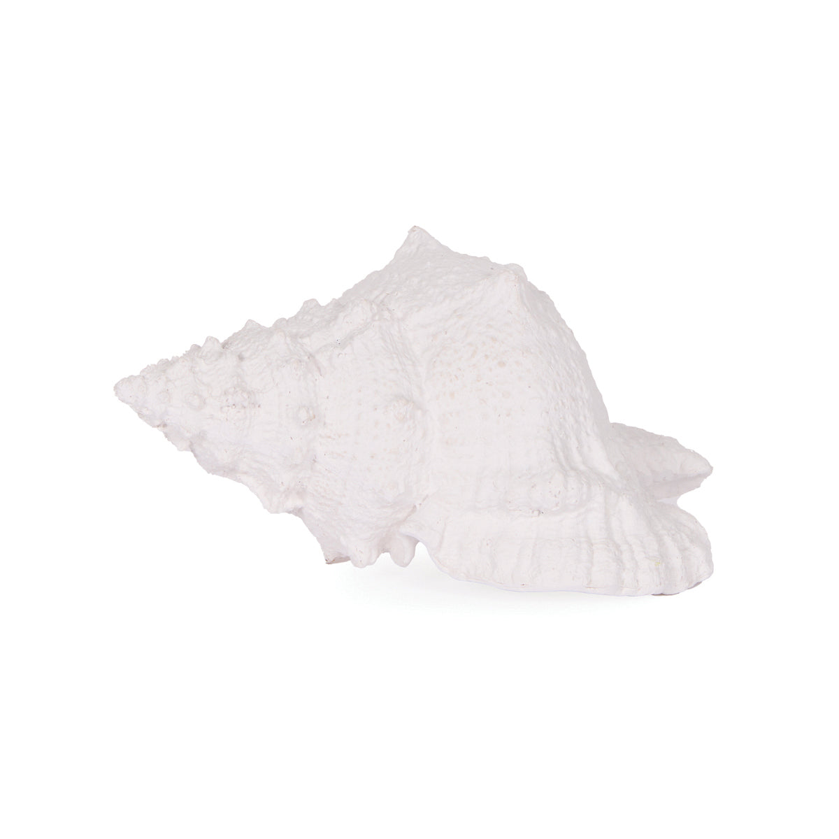 WHITE LARGE CONCH SHELL