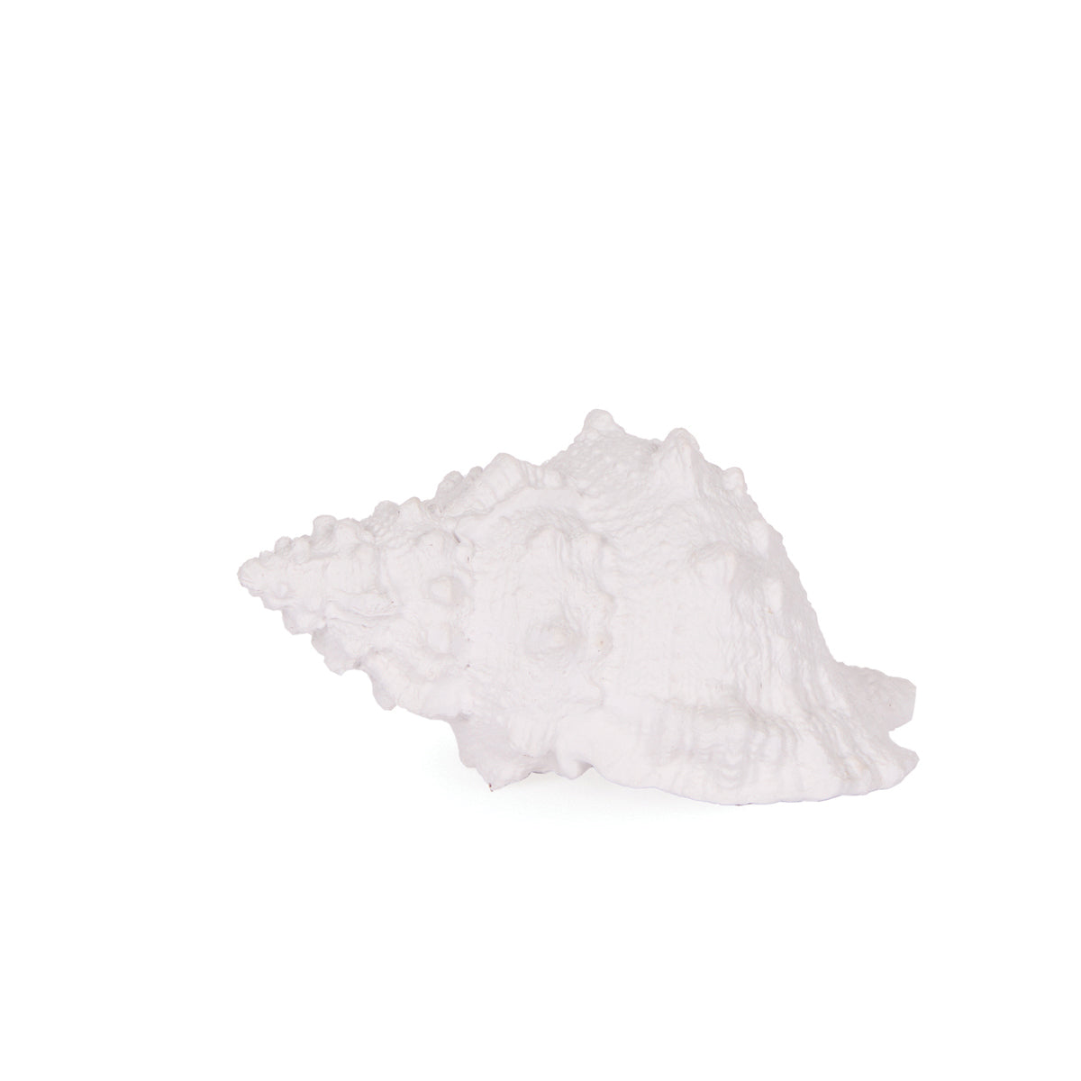 White Small Conch Shell