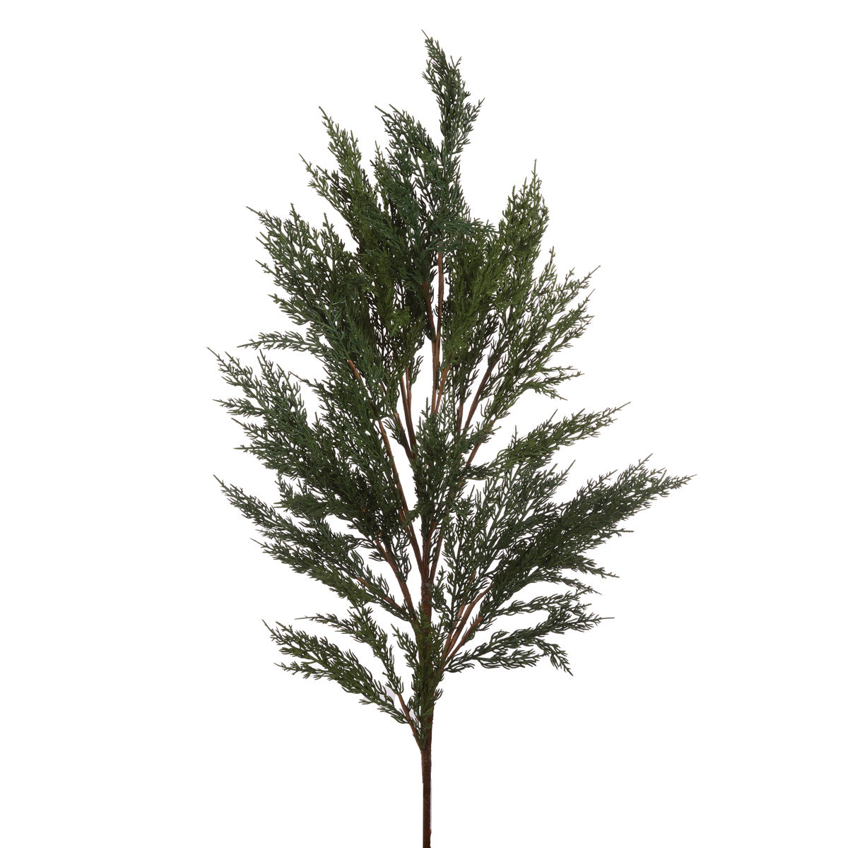 Cyprus Pine Branch