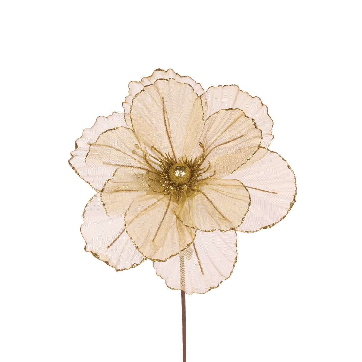 Sheer Gold Camellia