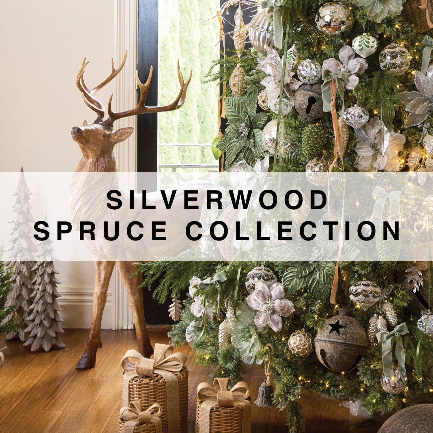 Silverwood Spruce