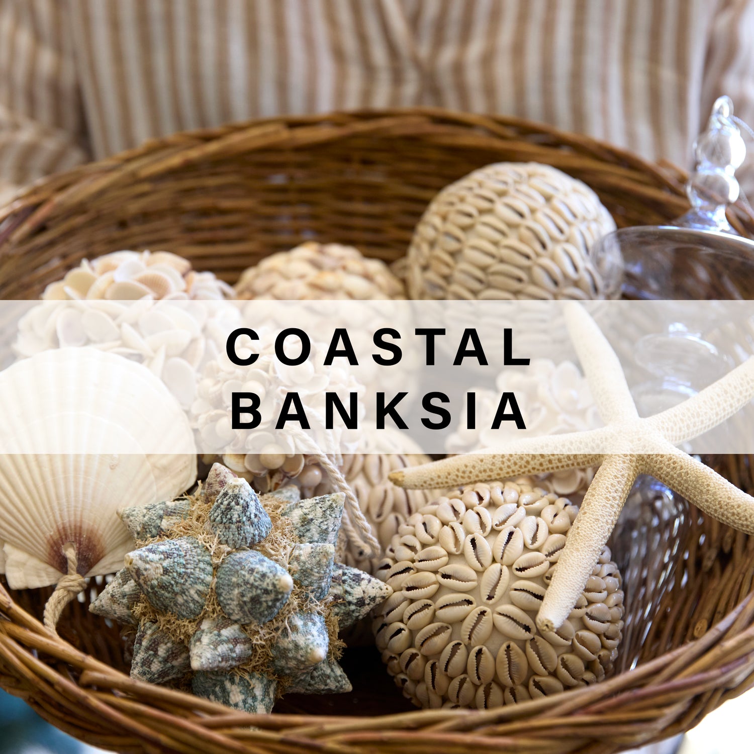 Coastal Banksia