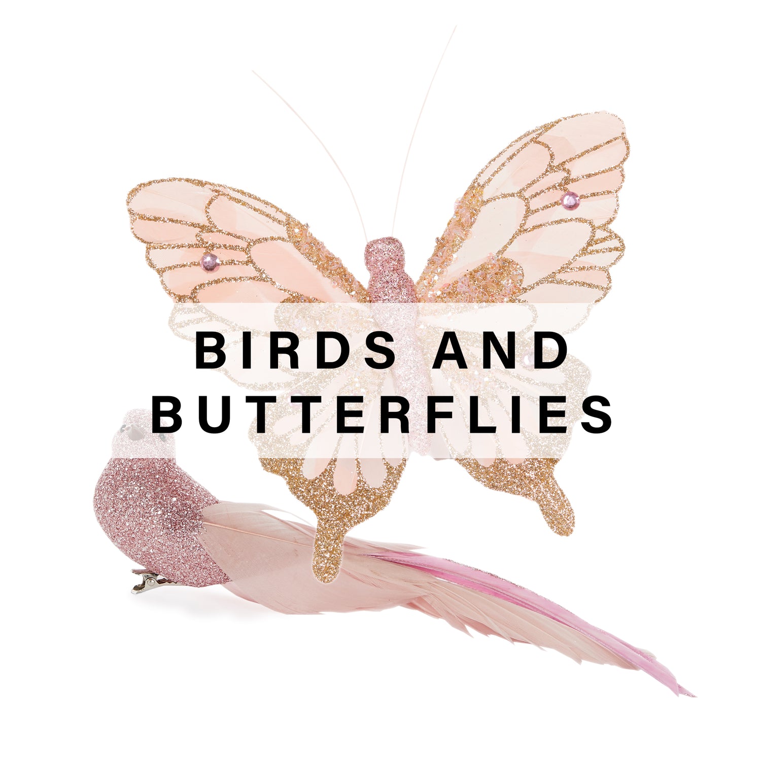 Birds & Butterflies