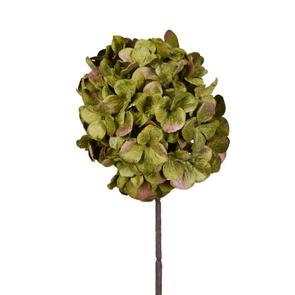 Green Hydrangea Stem