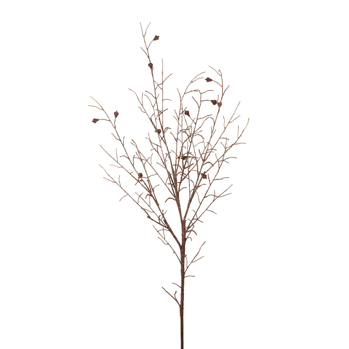 Seed Pod Branch