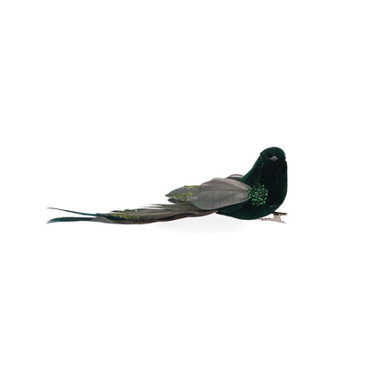 Emerald Long Tailed Feather Bird
