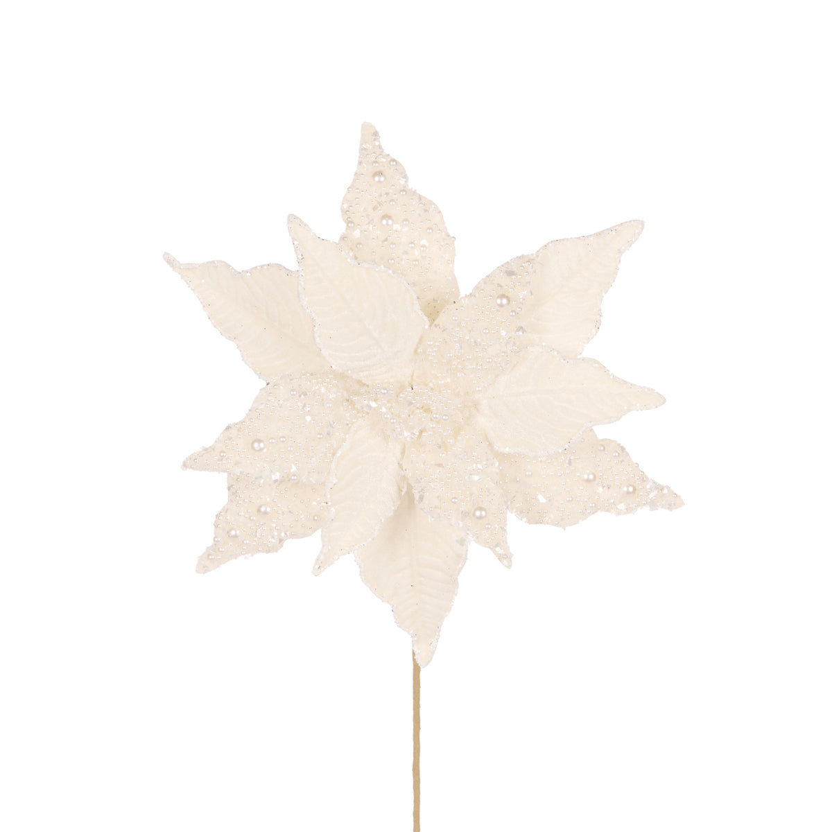 Ivory Pearl Poinsettia
