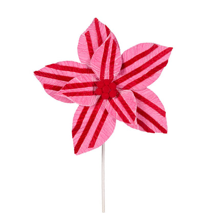 Pink And Red Stripe Poinsettia