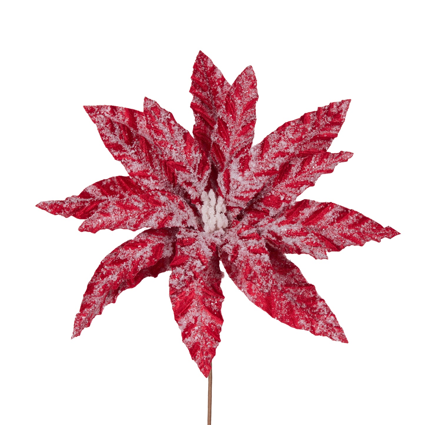 Frosted Red Poinsettia