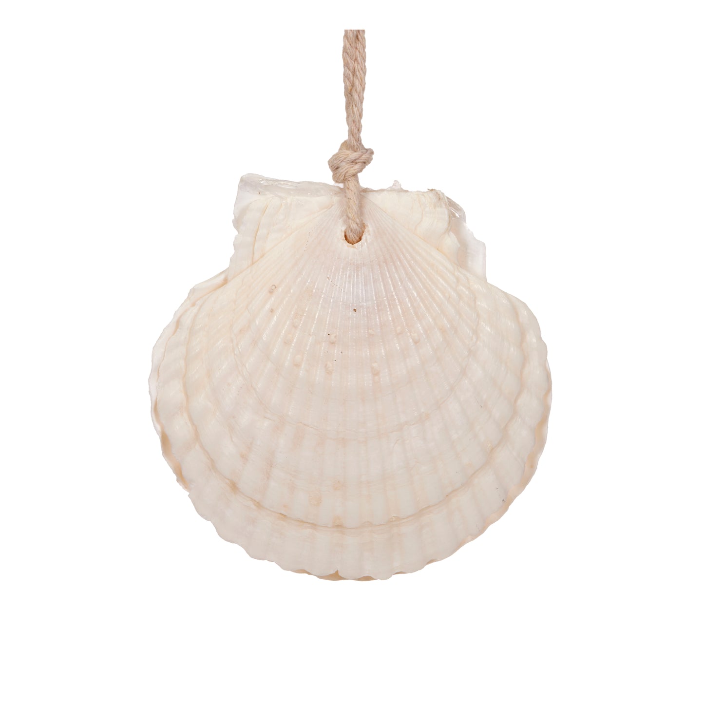 Hanging Clam Ornament