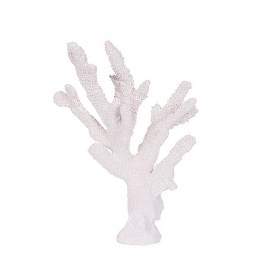 WHITE STAGHORN CORAL