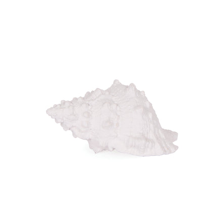 White Small Conch Shell