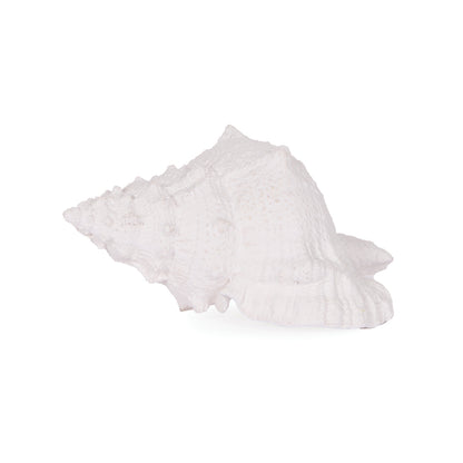White Large Conch Shell