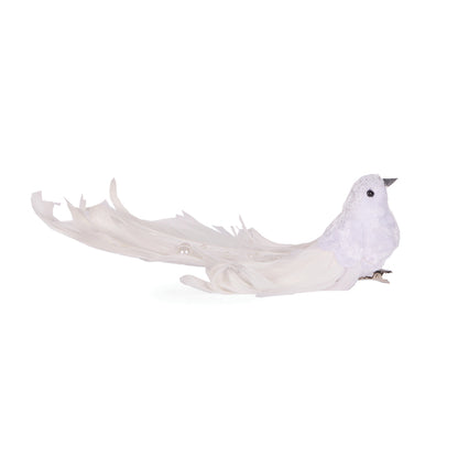 White Adorned Bird