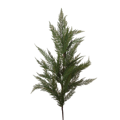 Norfolk Pine Branch