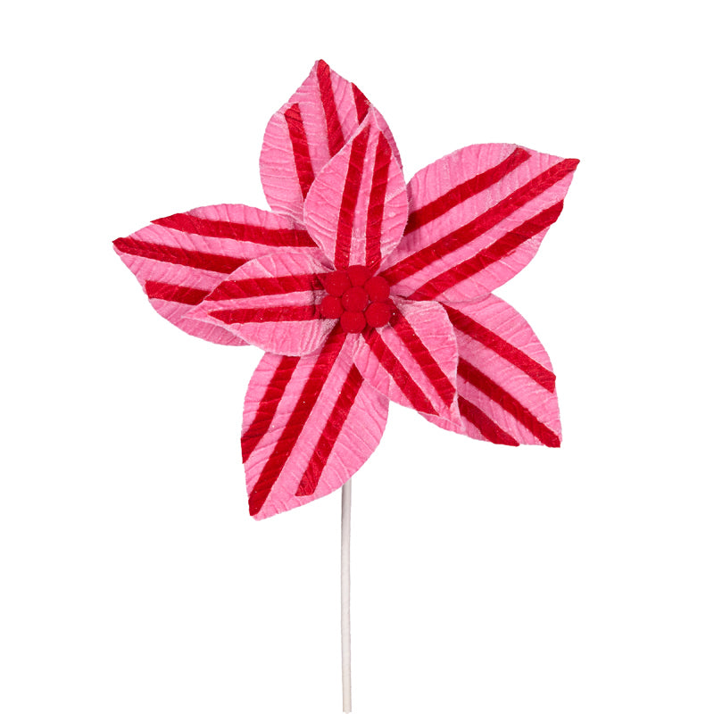 PINK AND RED STRIPE POINSETTIA