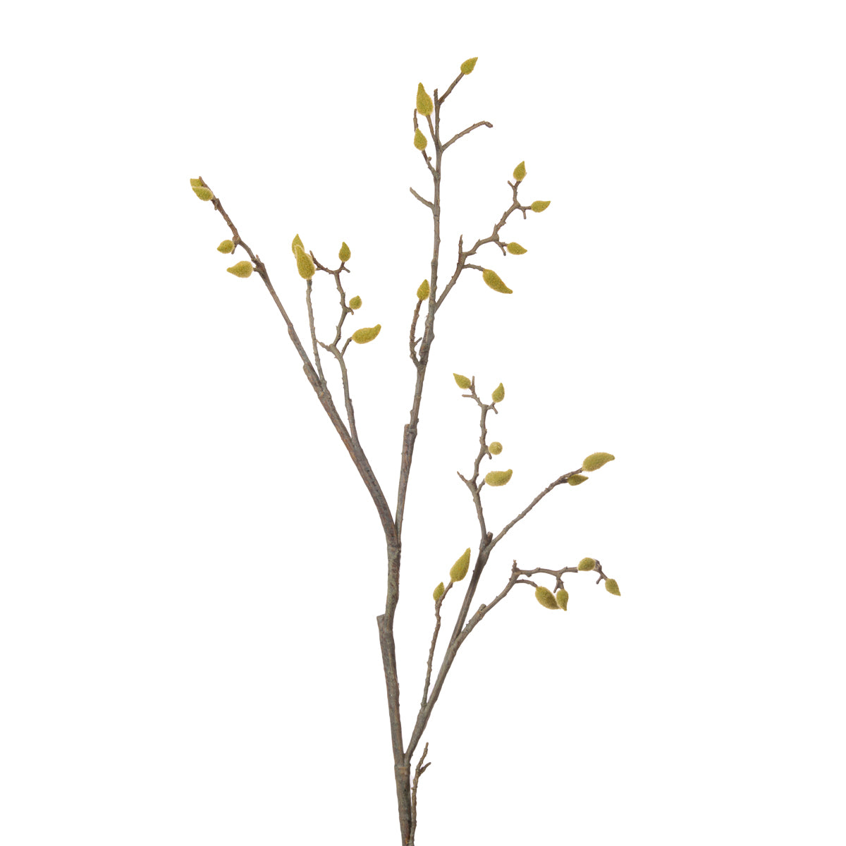 MAGNOLIA BUD STEM