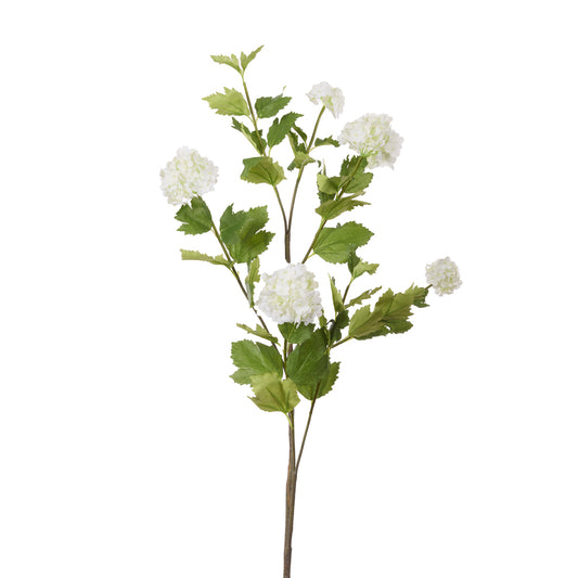 WHITE VIBURNUM SNOWBALL STEM