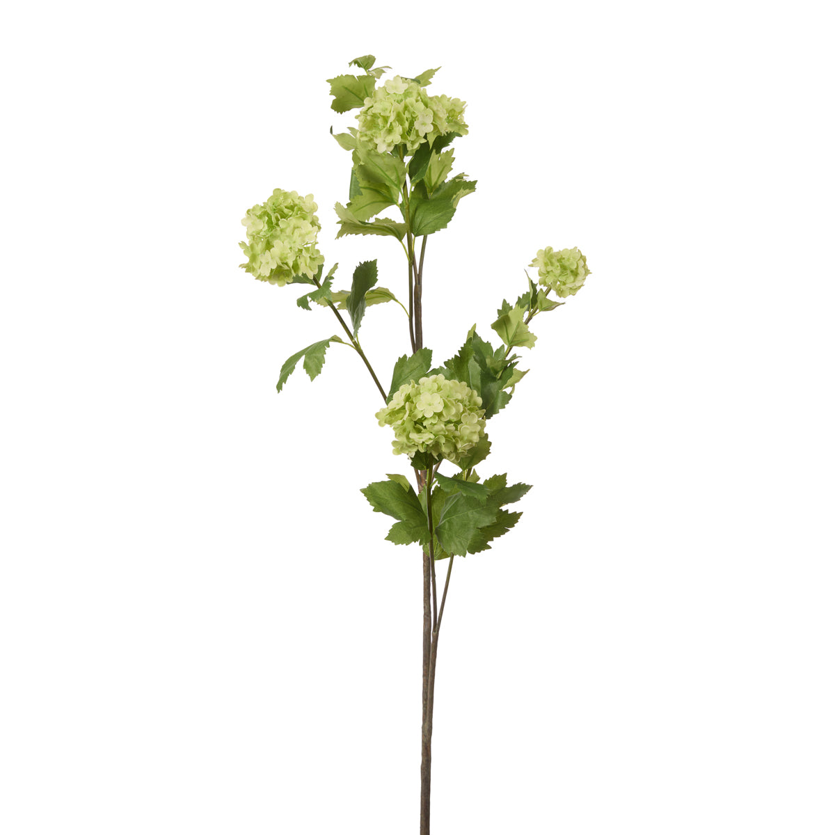 GREEN VIBURNUM SNOWBALL STEM