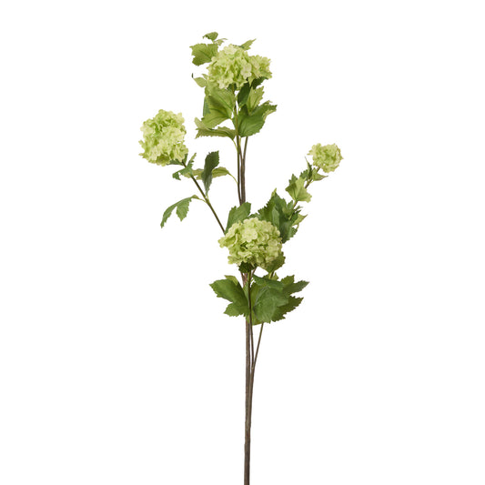 GREEN VIBURNUM SNOWBALL STEM