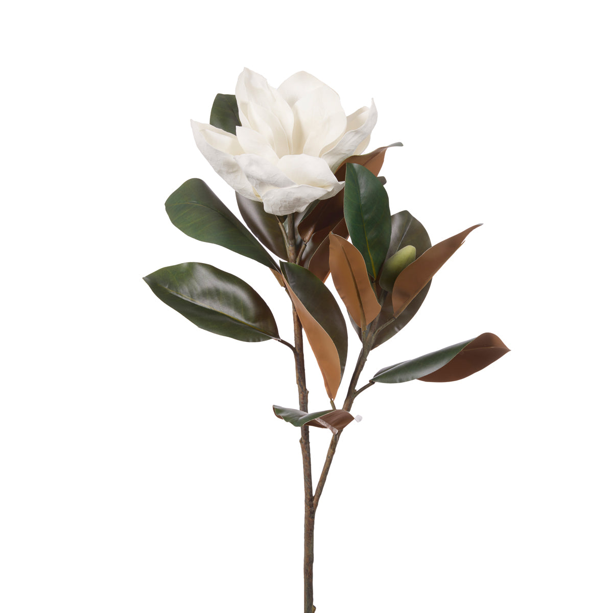 MAGNOLIA BLOOM STEM