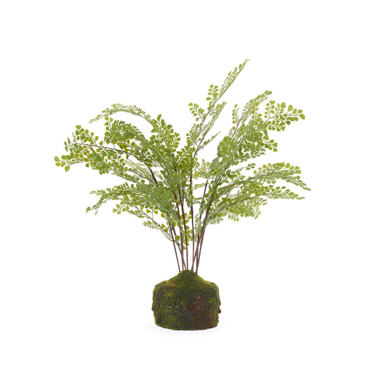 51 CM MOSSY MAIDEN HAIR FERN