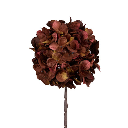AUTUMNAL HYDRANGEA STEM