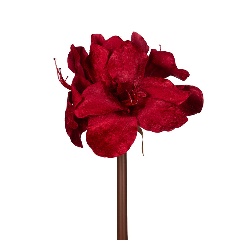 RED HIPPEASTRUM STEM