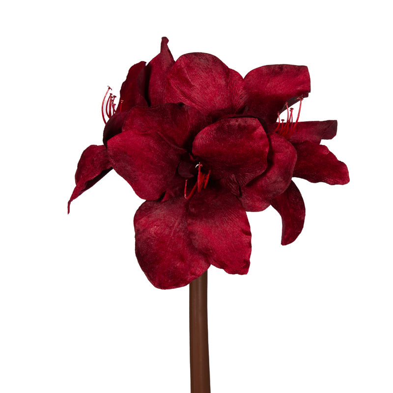 DEEP RED HIPPEASTRUM STEM