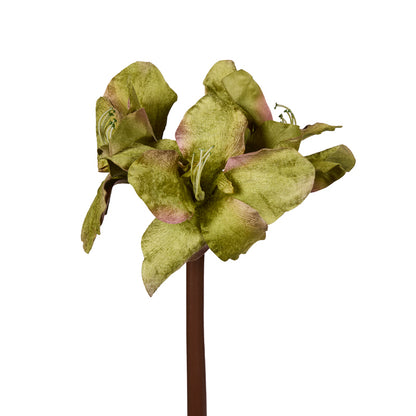 GREEN HIPPEASTRUM STEM