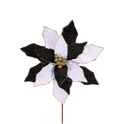 Black And White Poinsettia