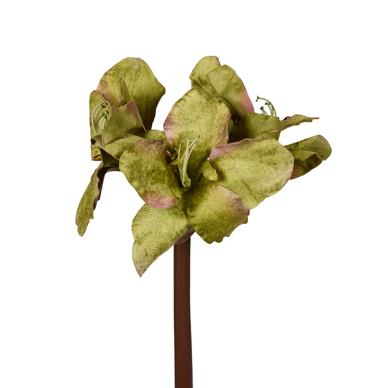 Green Hippeastrum Stem
