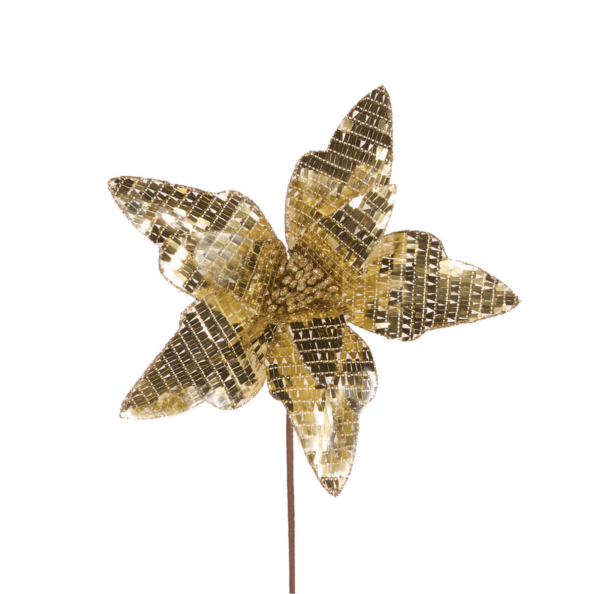 Disco Champagne Poinsettia