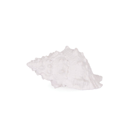 White Small Conch Shell