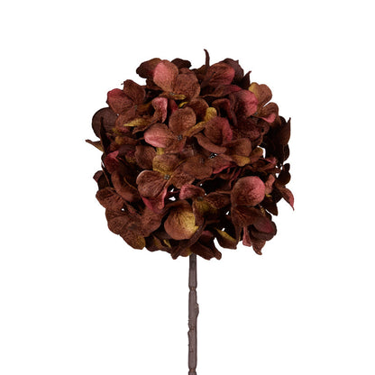 Autumnal Hydrangea Stem
