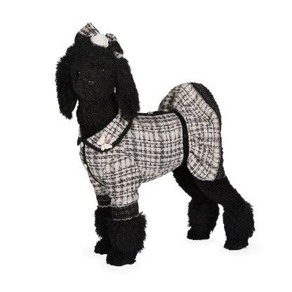 Parisian Poodle In Dress