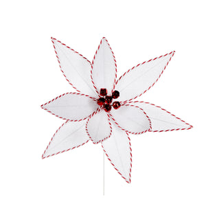 White And Red Trim Poinsettia