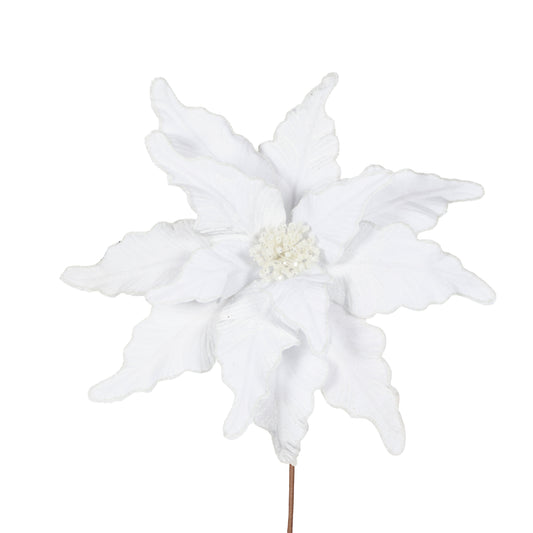 White Poinsettia